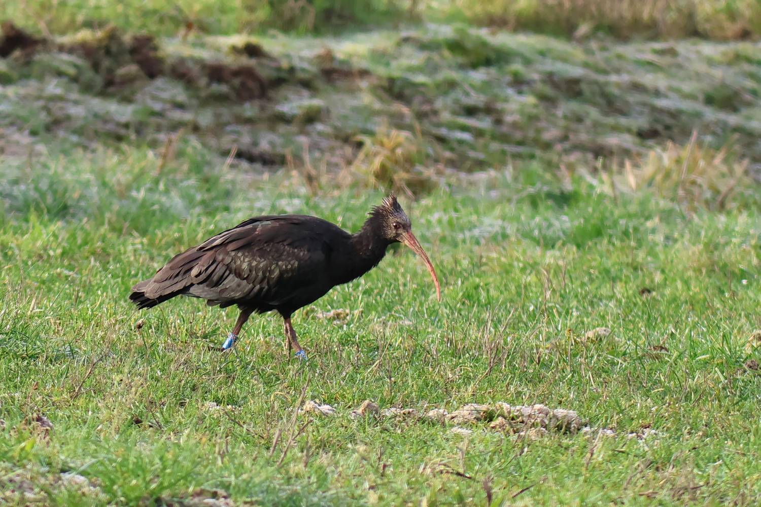 2023 11 22 se waldrapp gem neuferchau 1 © Biosphärenreservat Drömling