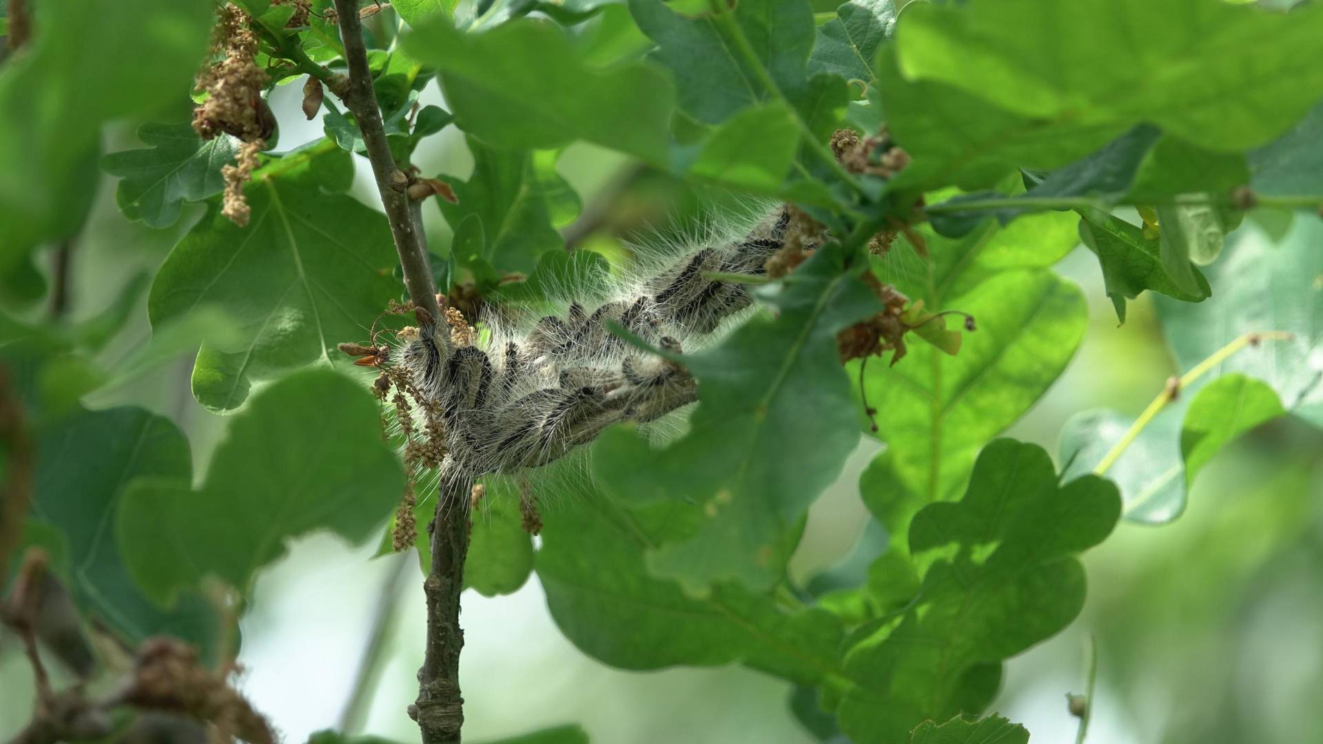 2018 05 15 Du EPS Larven © Biosphärenreservat Drömling