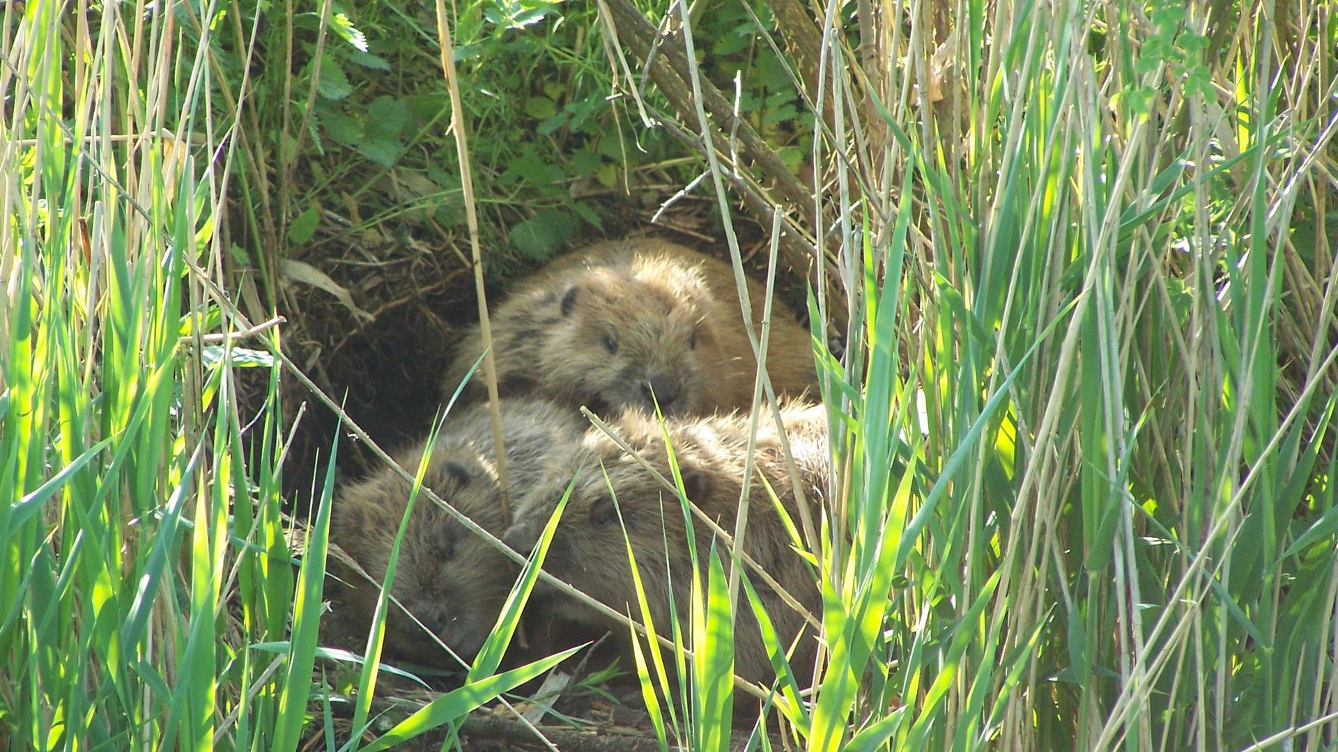 2006 05 Web Biber EntlasterIII (1) © Biosphärenreservat Drömling