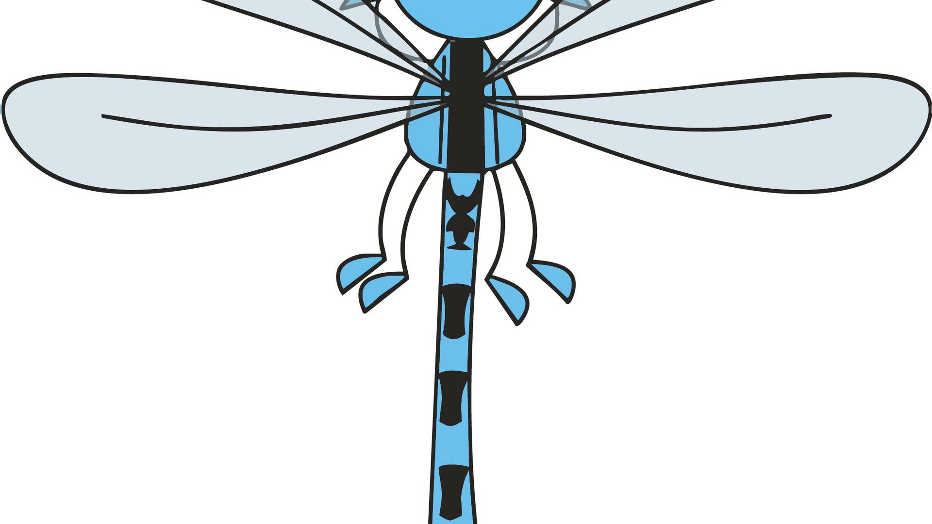 Libelle fliegt   Ansicht von oben