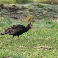 2023 11 22 se waldrapp gem neuferchau 1
