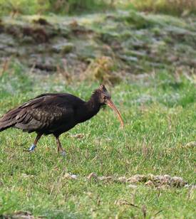 2023 11 22 se waldrapp gem neuferchau 1